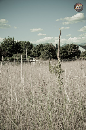 wwpw11_31